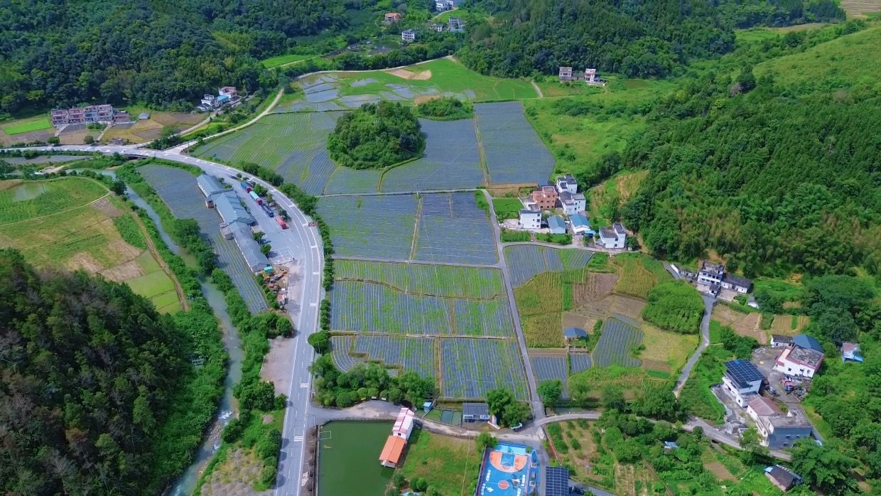 沿公路与河流展开的阳山百部种植田块