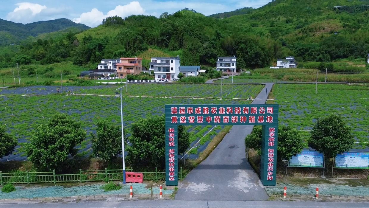 黄坌百部种植基地田块与村庄航拍景观