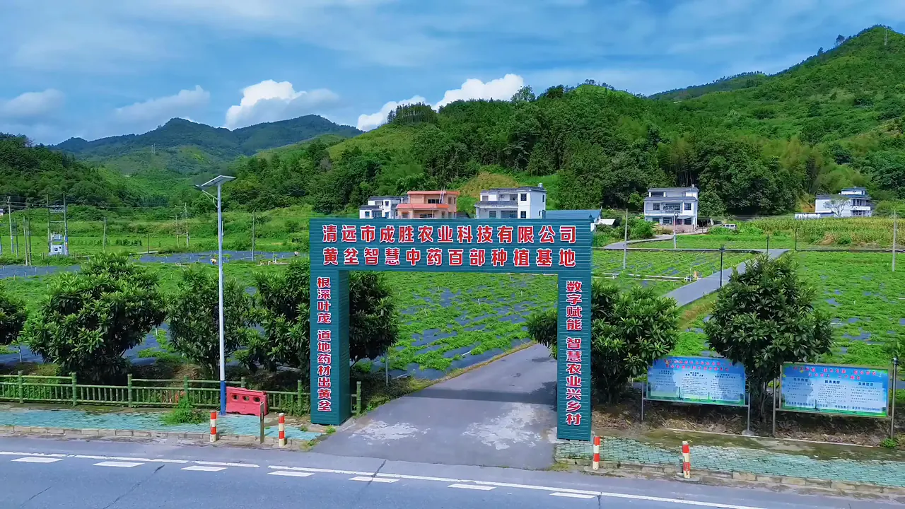 广东清远阳山黄坌镇群山间的百部种植基地全景