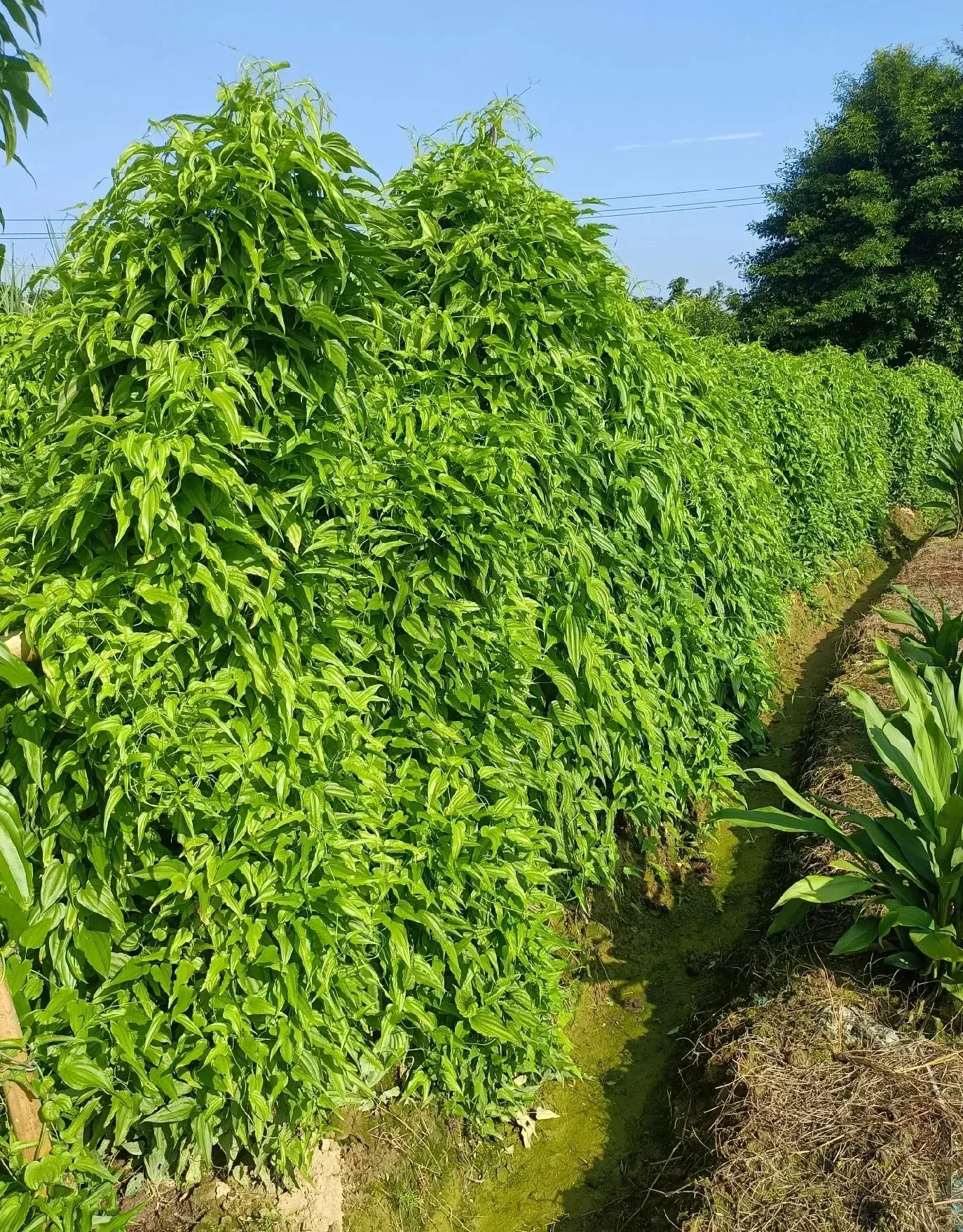排水沟旁成排生长的百部植株田间实景