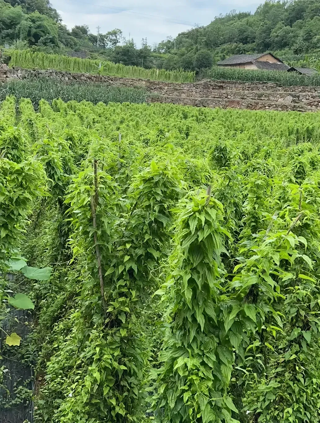 公司百部种植田块与山地农业环境实拍